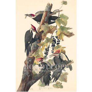 PILEATED WOODPECKER Poster | Audubon Print | 1829 American Heritage 11 X 17 Inch